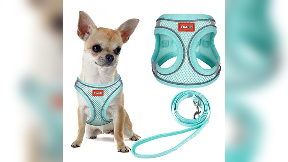Tiffany Blue Dog Accessories