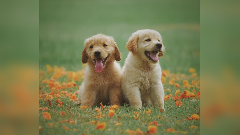 Tips for Raising Two Puppies
