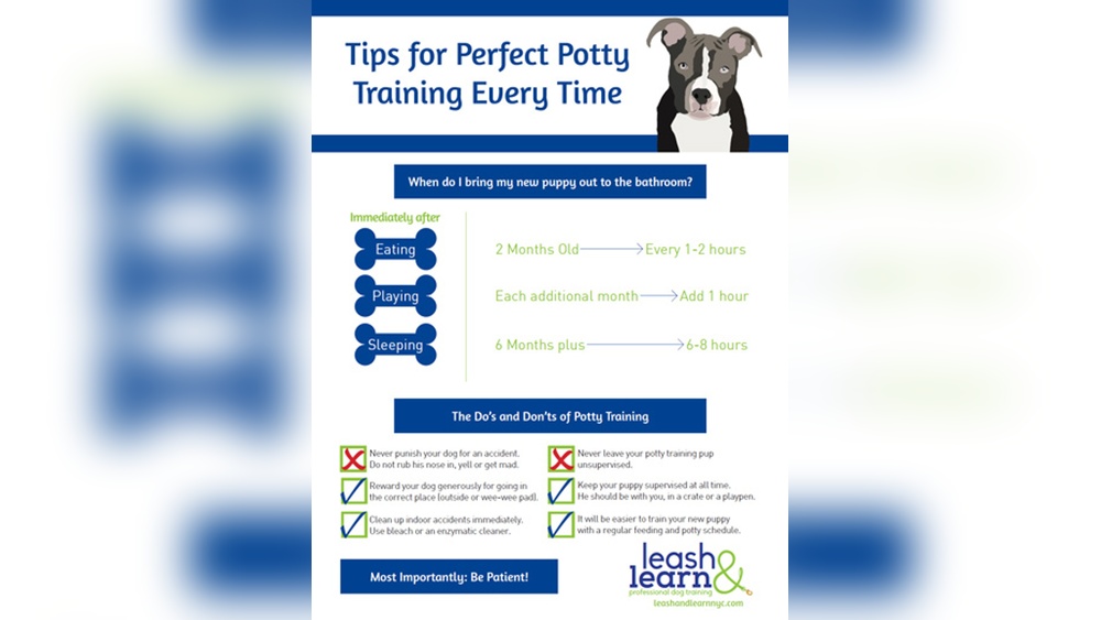 Tips on Potty Training a Puppy