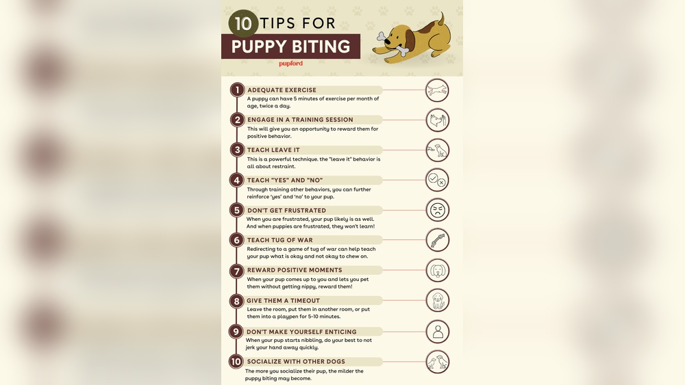 Tips to Stop Puppy Nipping