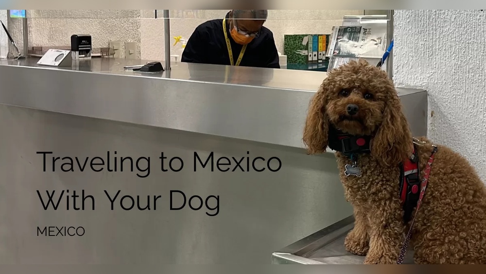 Travel to Mexico With a Dog: Essential Tips for a Smooth Trip