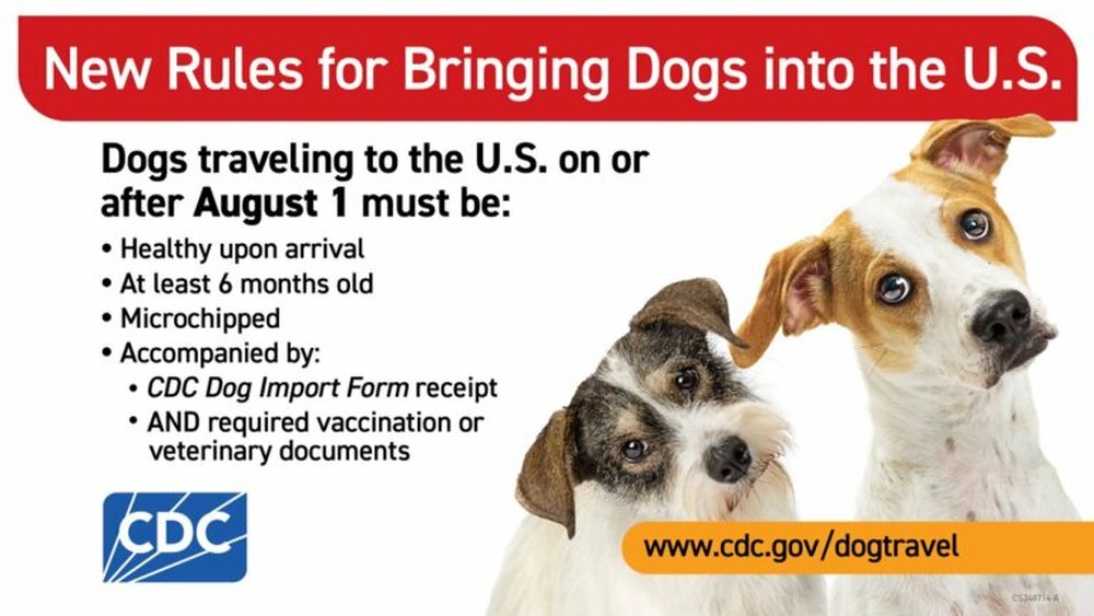 Travel to the US With a Dog: Essential Tips for a Smooth Journey