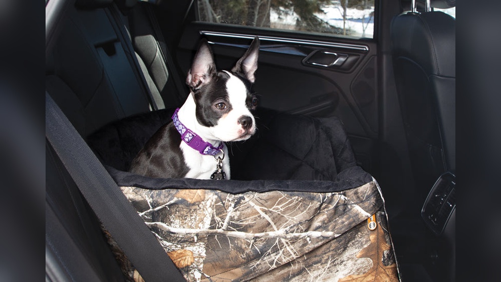 Travel With a Dog in Car