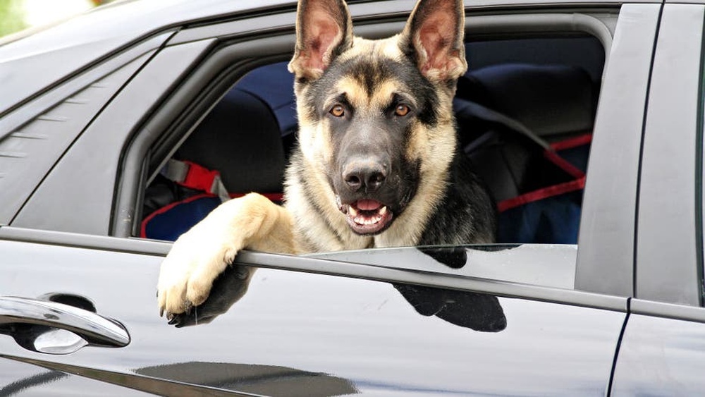 Traveling in a Car With a Dog: Essential Tips for Safe Adventures