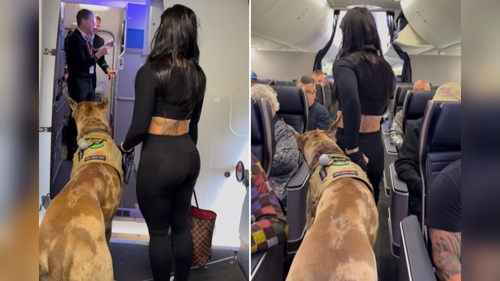 Traveling Internationally With a Service Dog