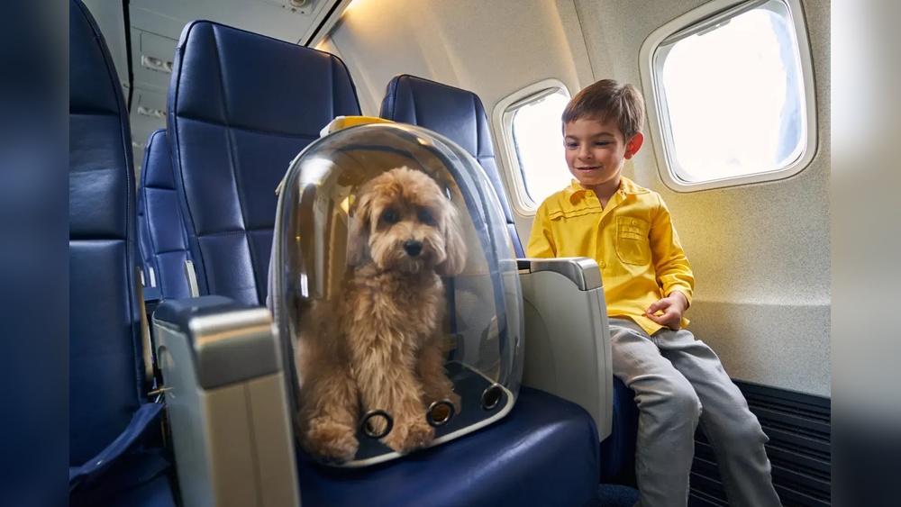 Traveling on Plane With Dog