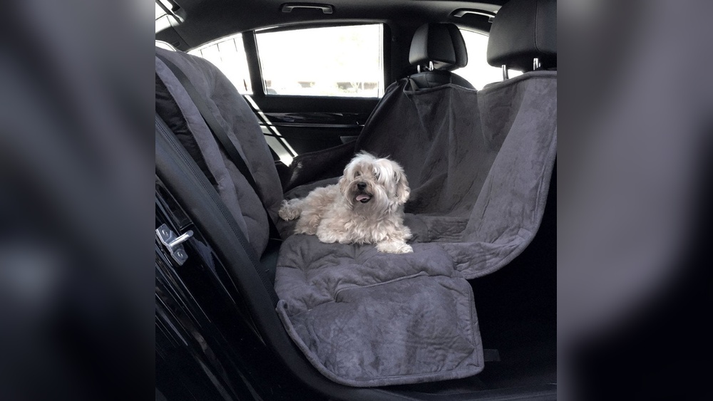 Traveling With Dogs in Car