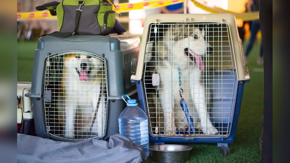 Traveling With Large Dogs: Essential Tips for Stress-Free Adventures