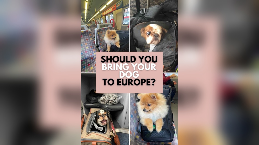Travelling With a Dog in Europe
