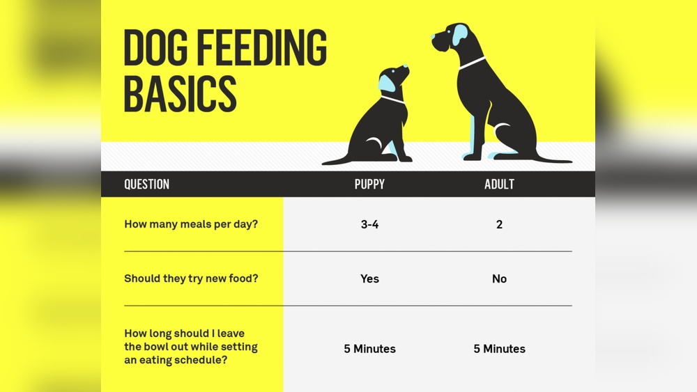 What Age to Start Feeding Adult Dog Food