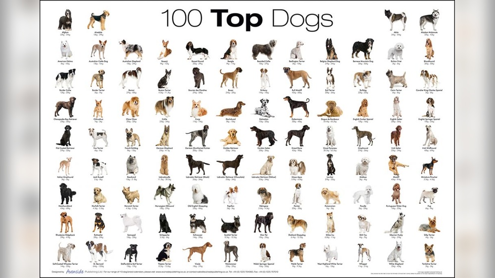 What are All the Breeds of Dogs: Ultimate Guide to Every Breed