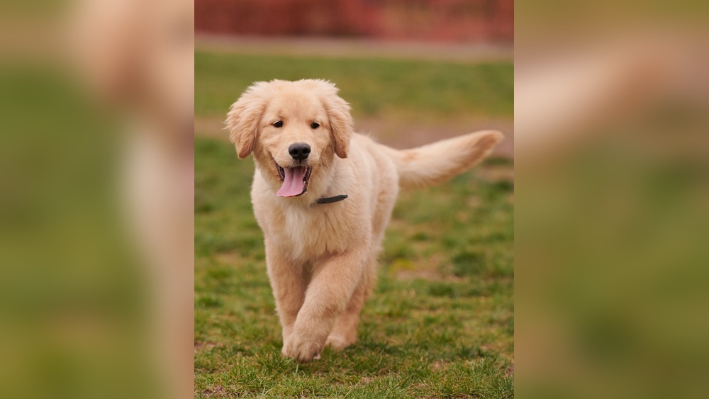 What are Good Dog Breeds