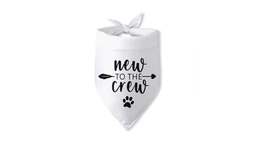 What are the Best Dogs for First Time Owners