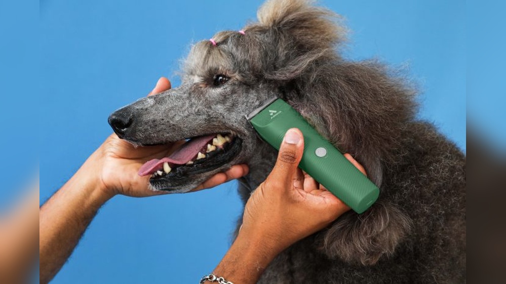 What are the Best Grooming Clippers for Dogs