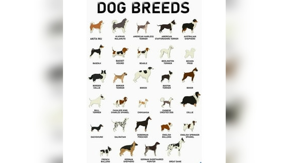 What are the Different Types of Dog Breeds