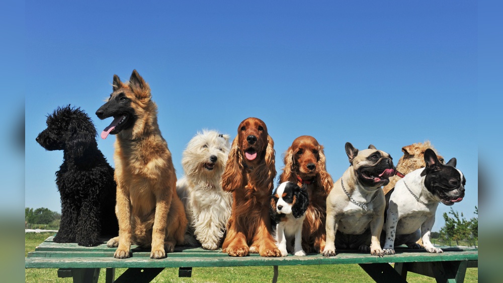 What are the Most Common Dog Breeds