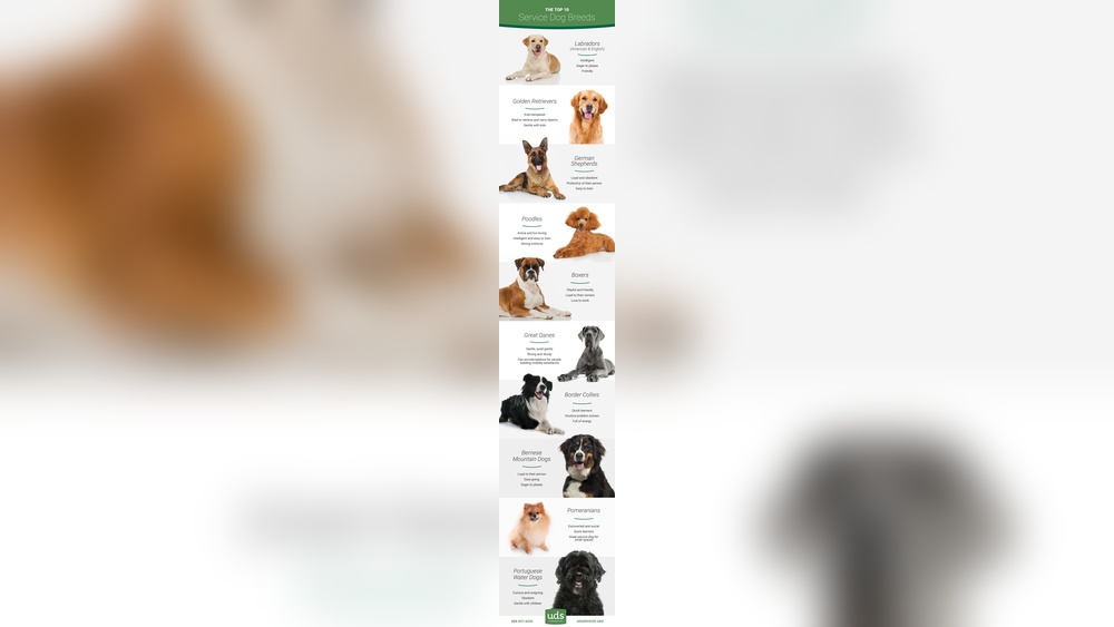 What Breeds Make the Best Service Dogs