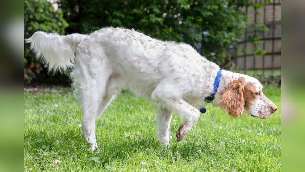 What Breeds of Dogs Point: Discover Their Unique Instincts