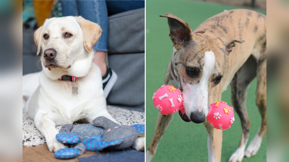 What Color Toys Do Dogs Like Best