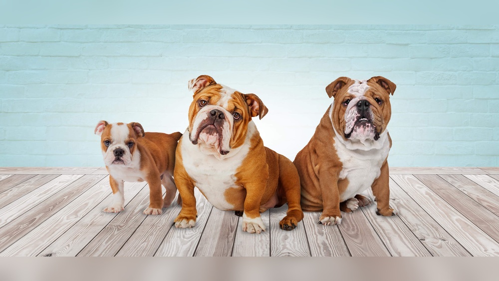 What Do When Switch to Adult Dog Food Causes Diarrhea