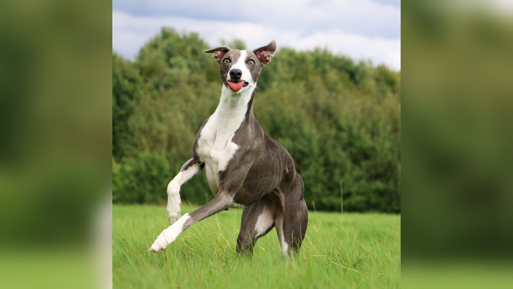 What Dog Breed Has the Least Amount of Health Issues