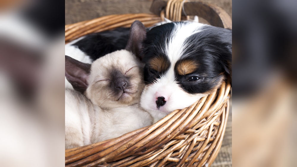 What Dog Breeds are Good With Cats