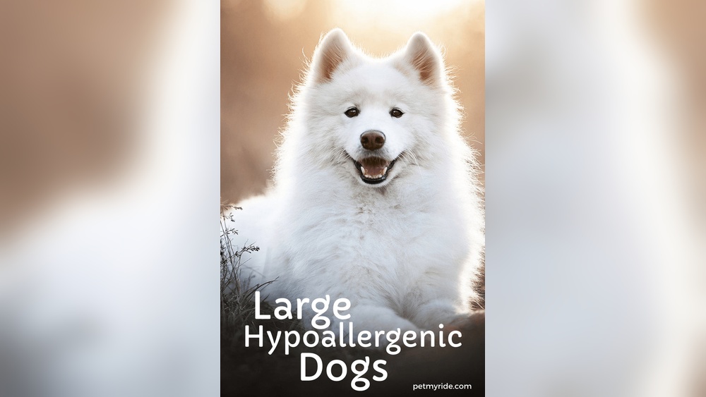 What Dog Breeds are Hypoallergenic And Active