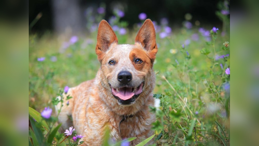 What Dog Breeds are the Healthiest