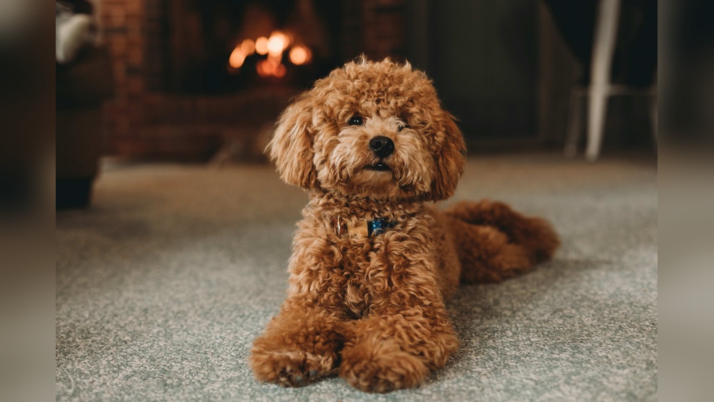 What Dog Breeds Don'T Malt