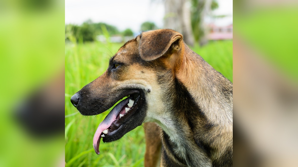 What Dog Breeds Have Black Tongues