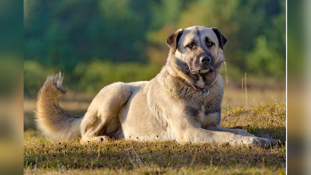 What Dog Breeds Have Double Dewclaws