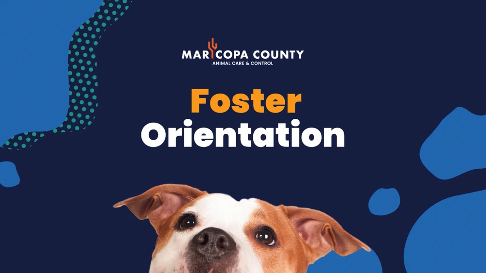 What is Foster Care for Dogs