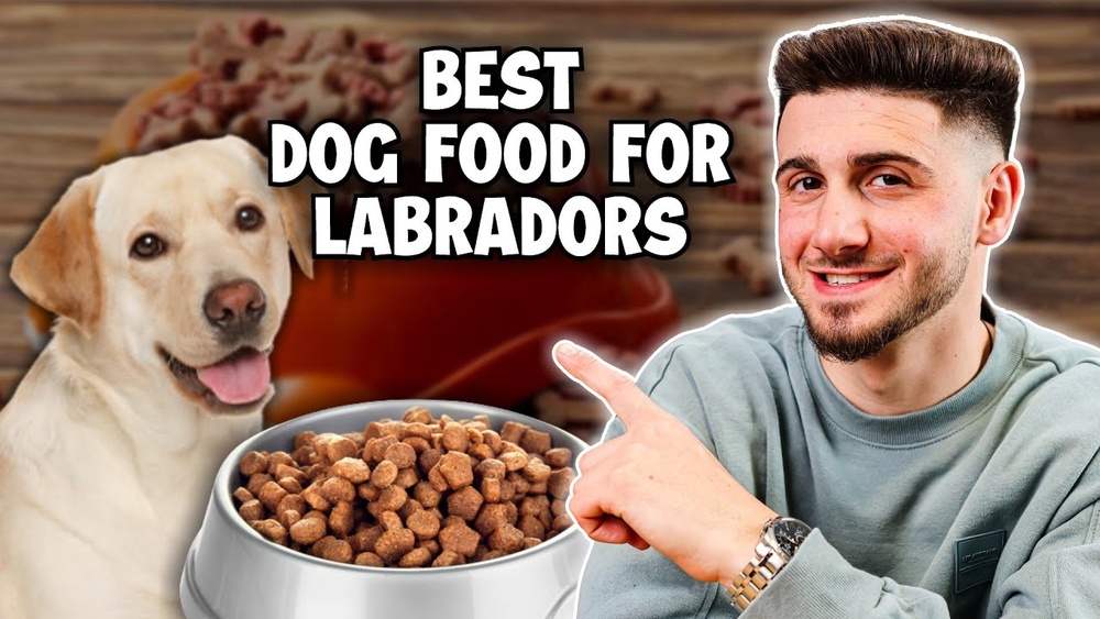 What is the Best Dog Food for Labradors