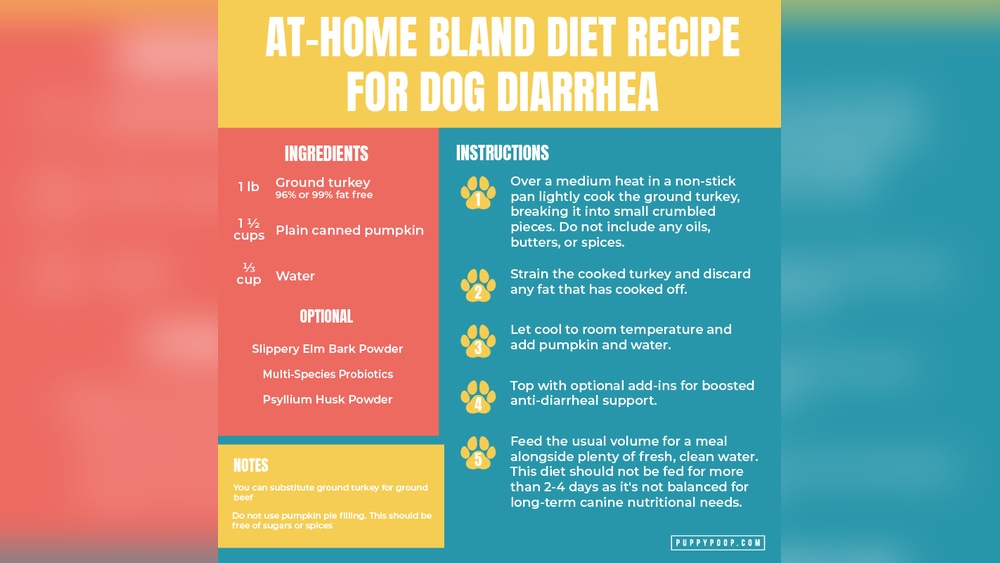 What is the Best Food for a Dog With Diarrhea