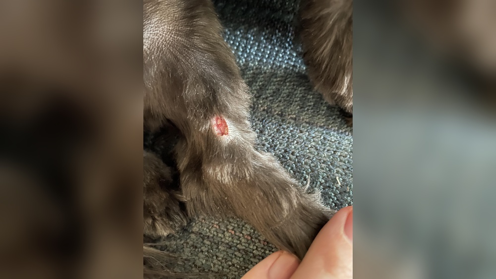 What to Do When a Groomer Cuts Your Dog: Essential Steps to Take
