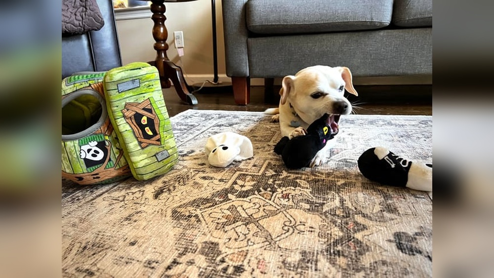 What to Wash Dog Toys With