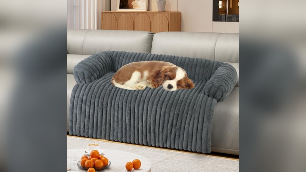 What Type of Couch is Best for Dogs