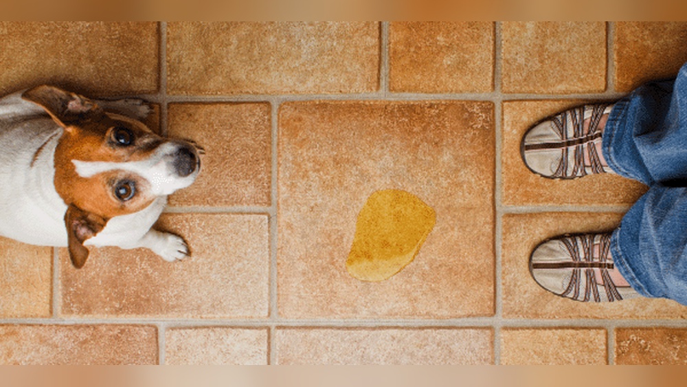 When are Dogs Fully Potty Trained