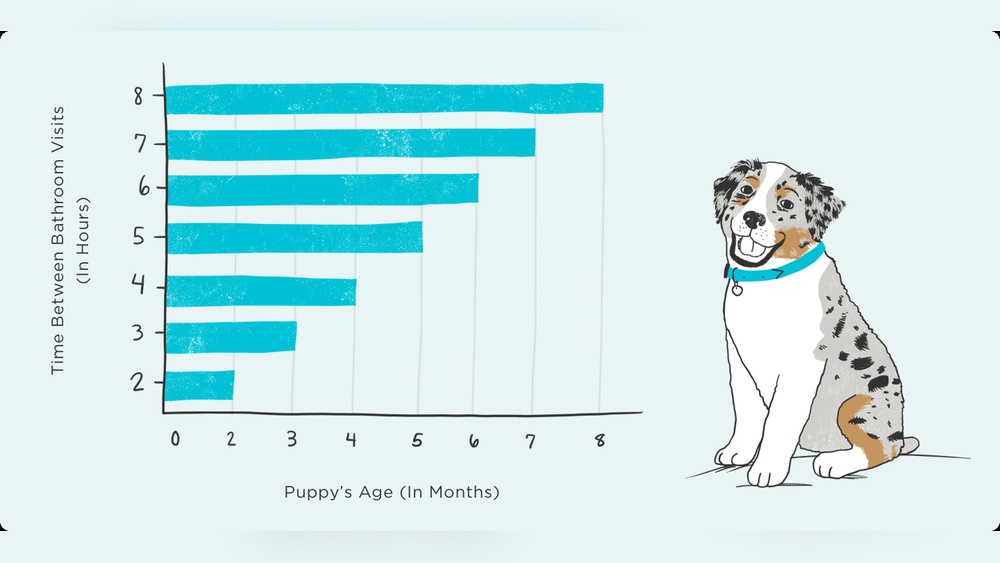 When Do Dogs Get Potty Trained