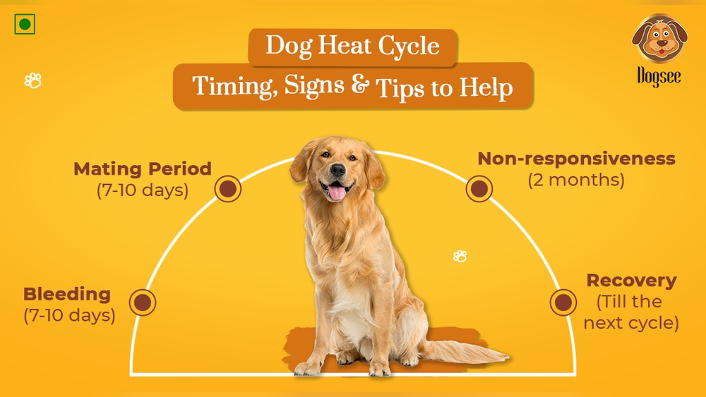 When is Best Time to Breed Dog in Heat