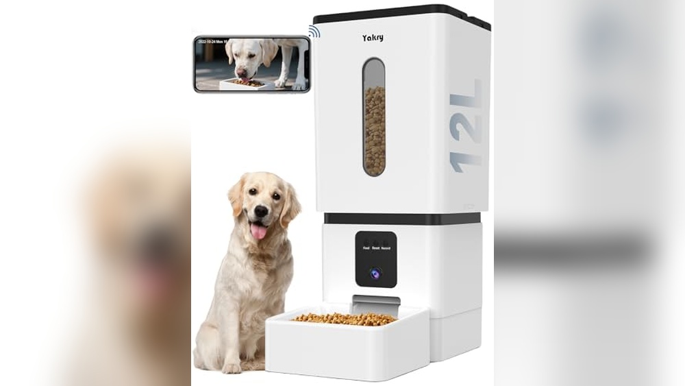 When is the Best Time to Feed a Dog