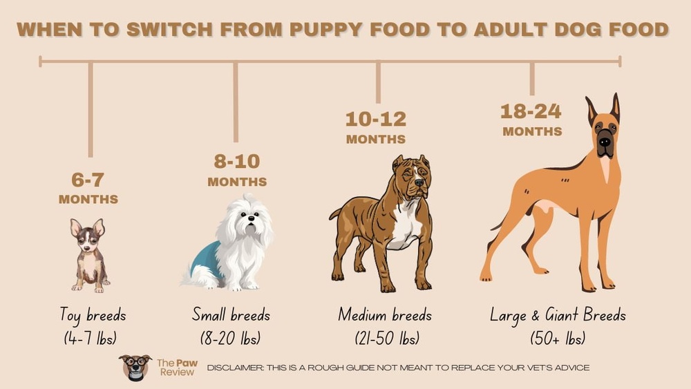 When Should I Switch My Dogs Food to Adult Food