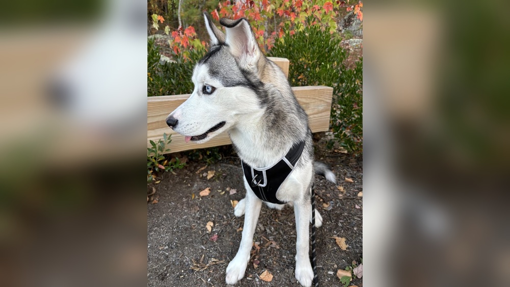 When to Switch to Adult Dog Food for Huskys