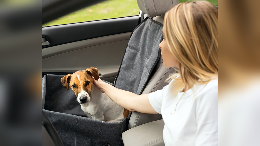 Where to Travel With Dogs