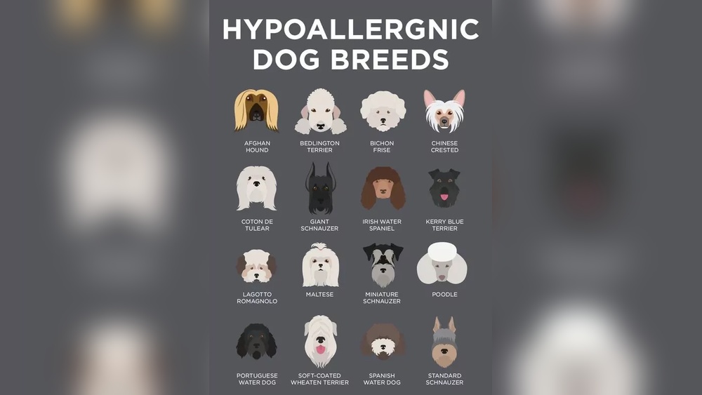 Which Dog Breeds are Considered Hypoallergenic