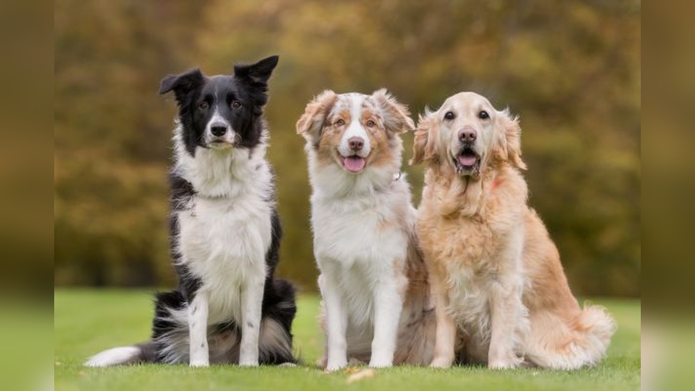 Which Dogs are the Smartest Breeds