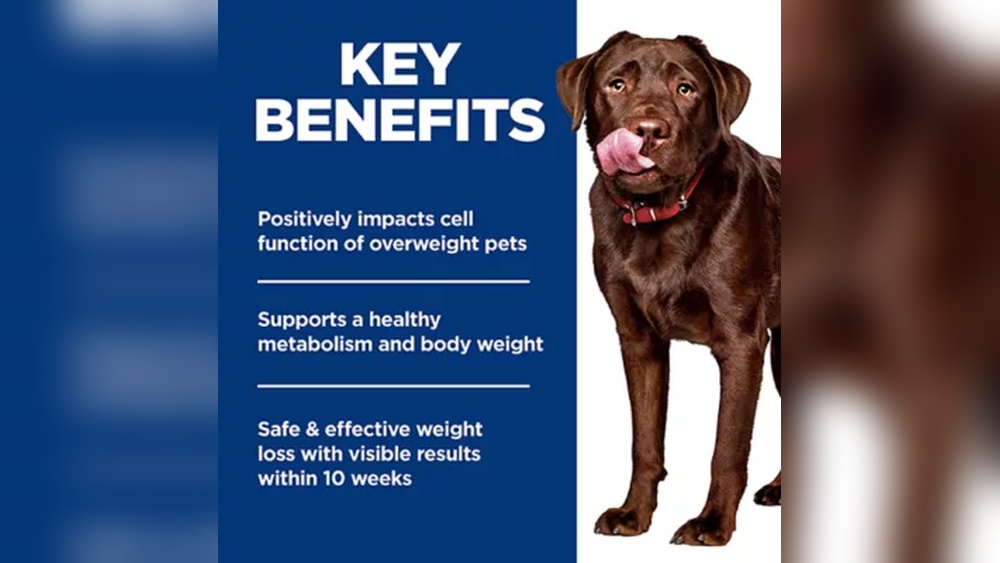 Why Chocolate is Bad for Dogs Hill'S Pethill'S Pet Nutrition