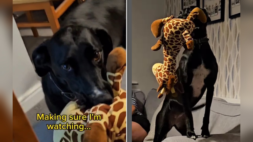 Why Do Dogs Carry Toys around