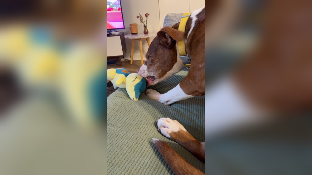 Why Do Dogs Lick Their Toys