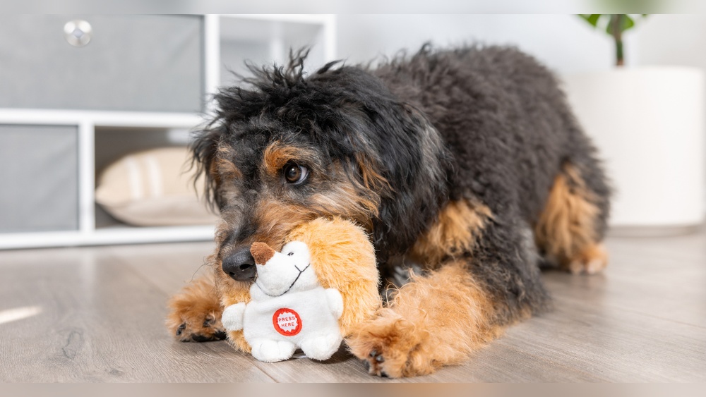 Why Do Dogs Like Cuddly Toys